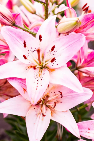 Pembe Beyaz Yapraklı Zambak Çiçekleri — Stok fotoğraf