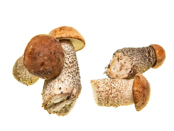 白色背景的香菇 — 图库照片