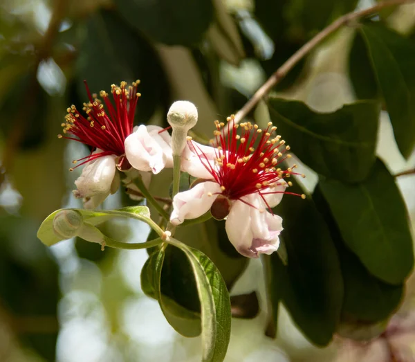 Feijoa çiçekleri dalda