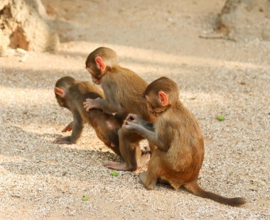 Küçük hayvan maymunlar yerde oynuyorlar.