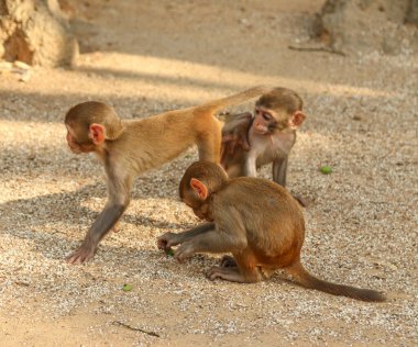 Küçük hayvan maymunlar yerde oynuyorlar.