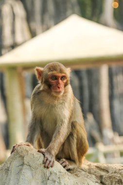maymun bir taşın üzerinde oturuyor ve bakıyor.