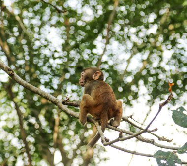 Doğada bir ağaç dalındaki maymunlar