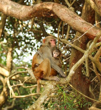 Doğada bir ağaç dalındaki maymunlar