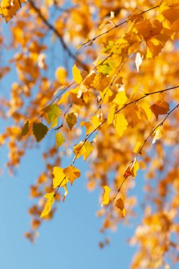 Sonbahar huş yaprakları mevsimi