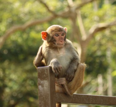 Genç maymun oturuyor ve bakıyor.