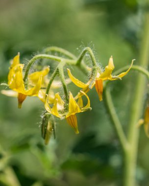 Bir dalda sarı domates çiçekleri