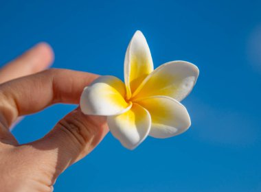 Gökyüzüne karşı beyaz çiçek