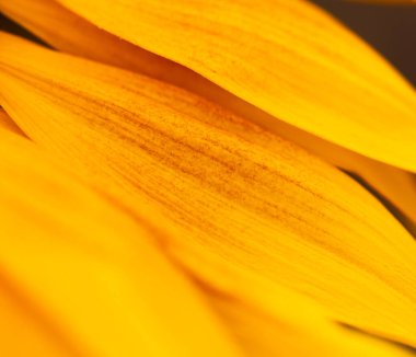 Arkaplan olarak sarı ayçiçeği yaprakları