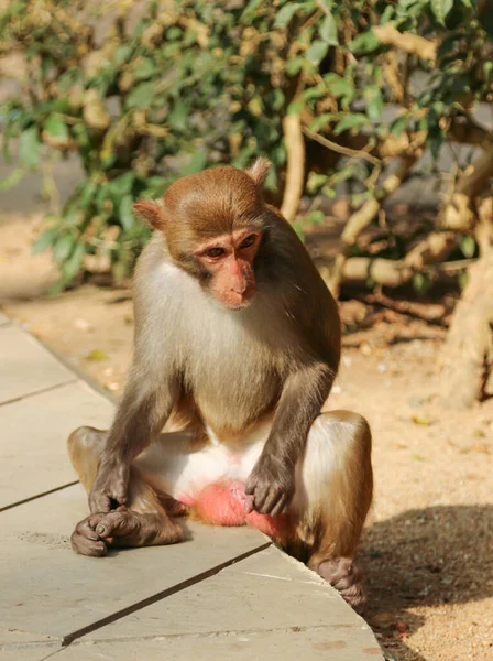 Junger Affe Sitzt Und Schaut — Stockfoto