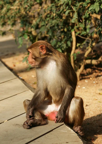 Junger Affe Sitzt Und Schaut — Stockfoto