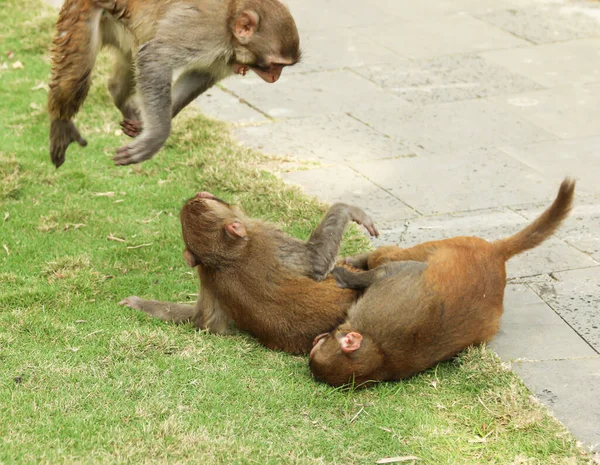 Monos Jóvenes Juegan Hierba — Foto de Stock