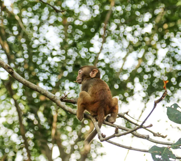 Doğada bir ağaç dalındaki maymunlar