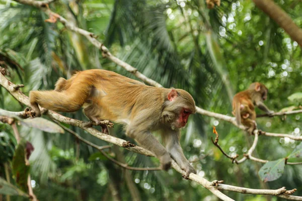 Affenfamilie Sitzt Auf Einem Baum — Stockfoto