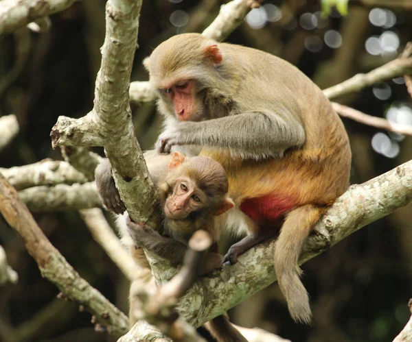 Affenfamilie Sitzt Auf Einem Baum — Stockfoto