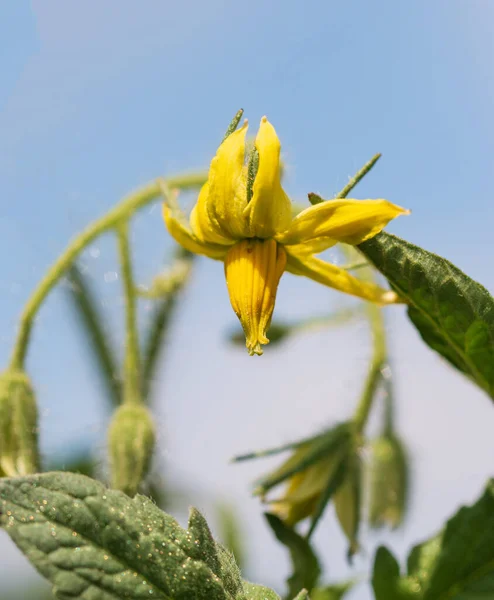 枝に黄色いトマトの花 — ストック写真