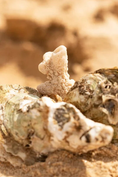 Gusci Ostrica Nella Sabbia — Foto Stock