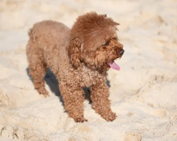 Brun Renrasig Fluffig Hund För Promenad — Stockfoto