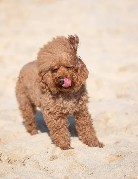 Brun Renrasig Fluffig Hund För Promenad — Stockfoto