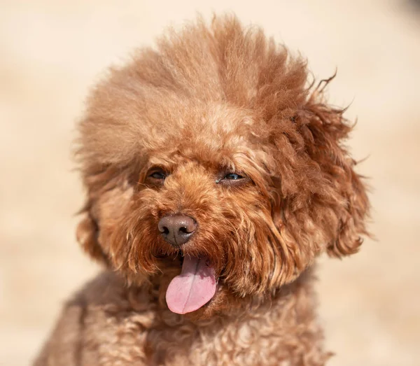 Brun Renrasig Fluffig Hund För Promenad — Stockfoto