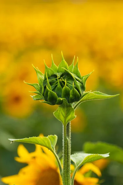 Solrosor Fältet Som Bakgrund — Stockfoto