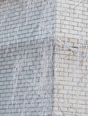 Tuğla bir duvarda buz tutmuş ağaç dalları