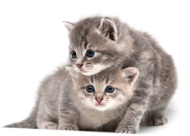 Beyaz arka planda bir aylık gri kedi yavrusu