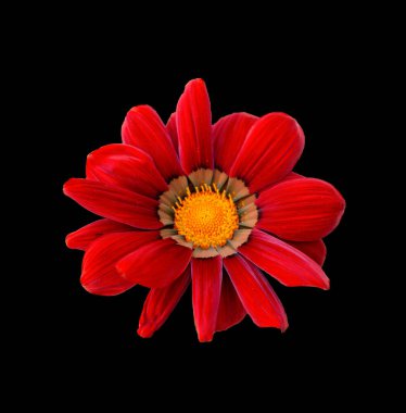 Siyah arkaplanda kırmızı çiçek