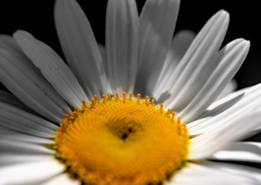 Siyah arkaplanda beyaz papatya çiçekleri