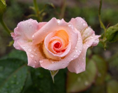 arkaplan olarak krem rengi gül