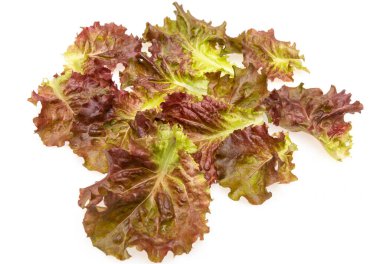 Beyaz arka planda taze marul.