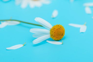 Mavi arka planda taze papatyalar.