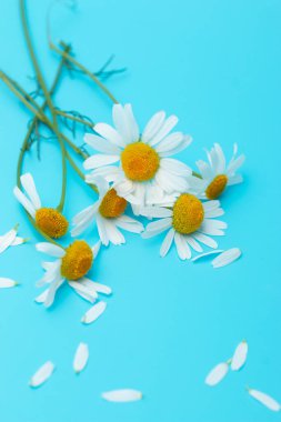 Mavi arka planda taze papatyalar.