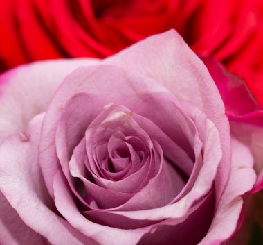 Beyaz arkaplanda leylak ve kırmızı gül