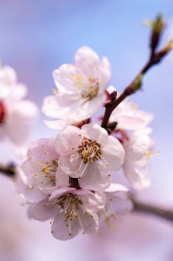 Baharda bir dalda kayısı çiçekleri