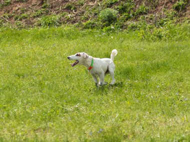 Kahverengi benekli beyaz köpek çimenlerde oynayan kahverengi benekli otçul köpek.
