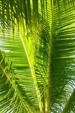 arkaplan olarak yeşil palmiye yaprakları