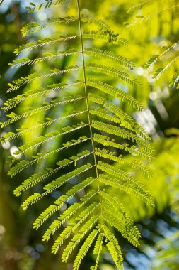 Ağaç dalına oyulmuş yapraklar