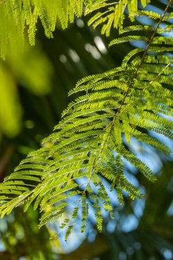 Ağaç dalına oyulmuş yapraklar