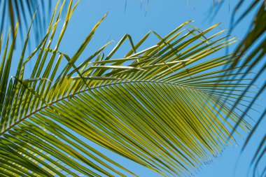 Hindistan cevizi ağacı dalları arkaplan olarak