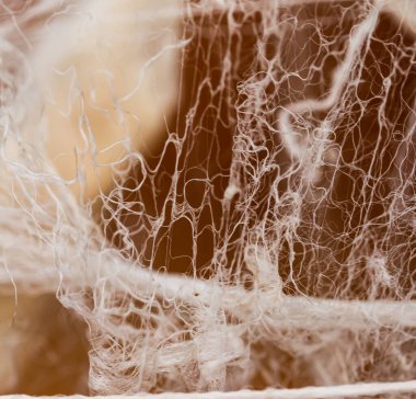 İpek böceği ipek üretiminde