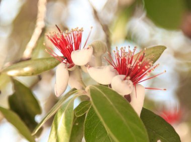 Feijoa çiçekleri bir ağaç dalında
