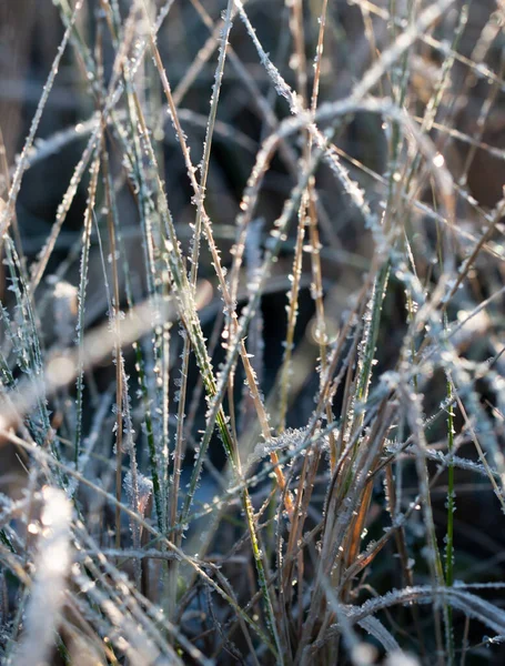 氷の結晶で覆われた草は — ストック写真