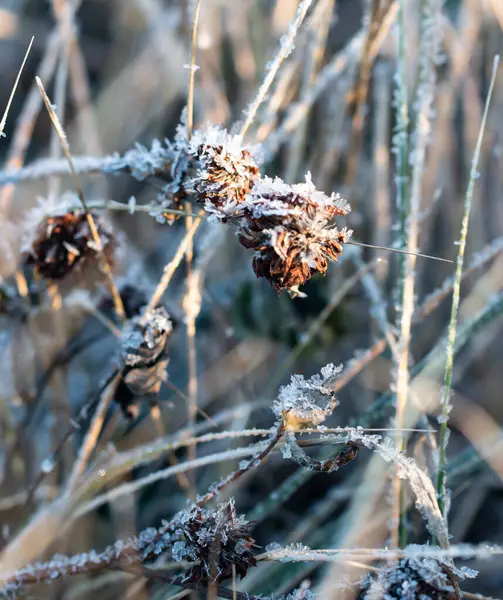 Gras Mit Eiskristallen Bedeckt — Stockfoto