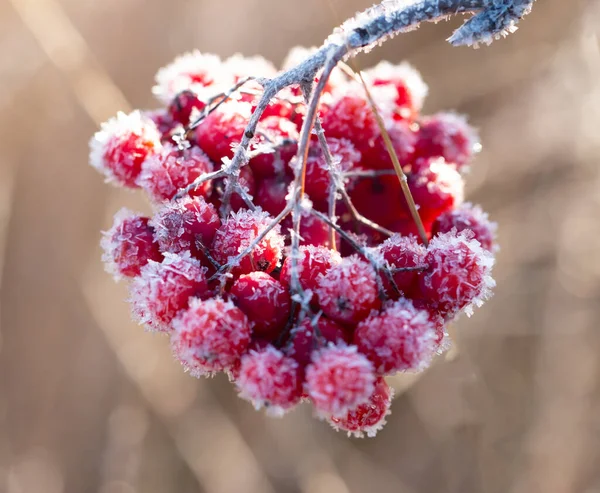 氷と霜のローワンベリー — ストック写真
