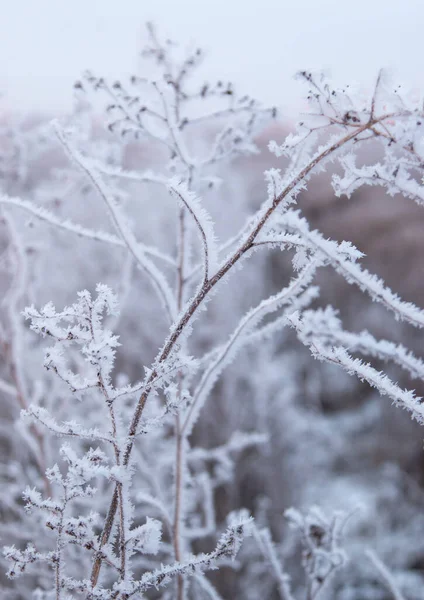 氷の結晶で覆われた草は — ストック写真