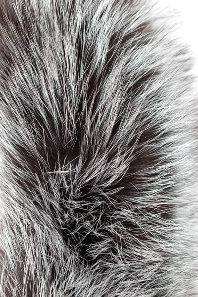 Beyaz Arkaplanda Siyah Gri Kürk — Stok fotoğraf