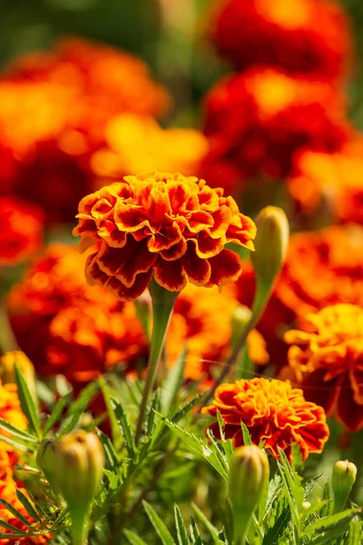 Amarillo Flores Rojas Como Fondo — Foto de Stock