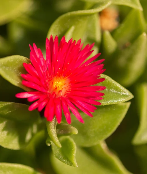 Flor Roja Sobre Fondo Verde — Foto de Stock