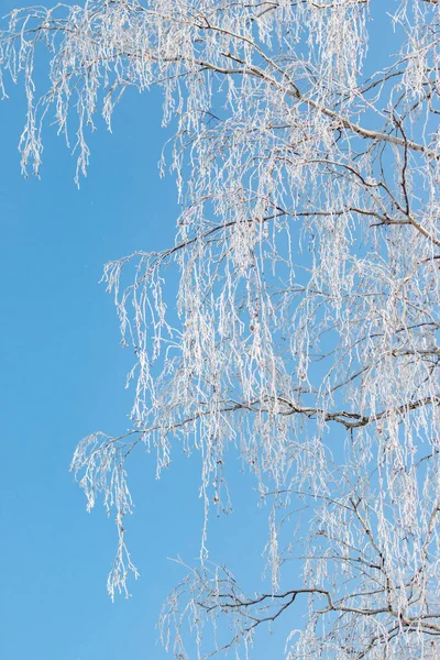Zweige Raureif Vor Blauem Himmel — Stockfoto